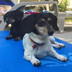 Meet your Posher, Chrissie